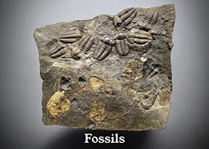 Fossil